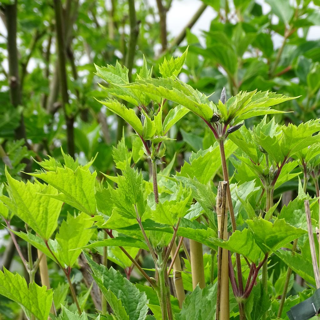 Clématite - Clematis stans