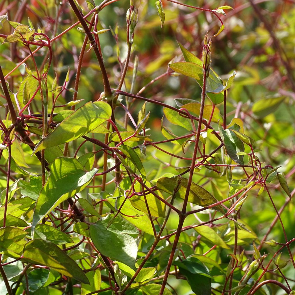 Clematis texensis Princess Diana - Scarlet Leather Flower