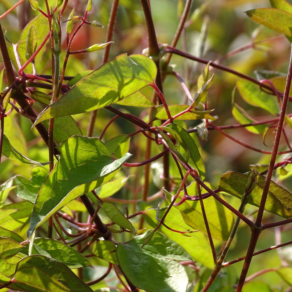 Clematis texensis Princess Diana - Scarlet Leather Flower