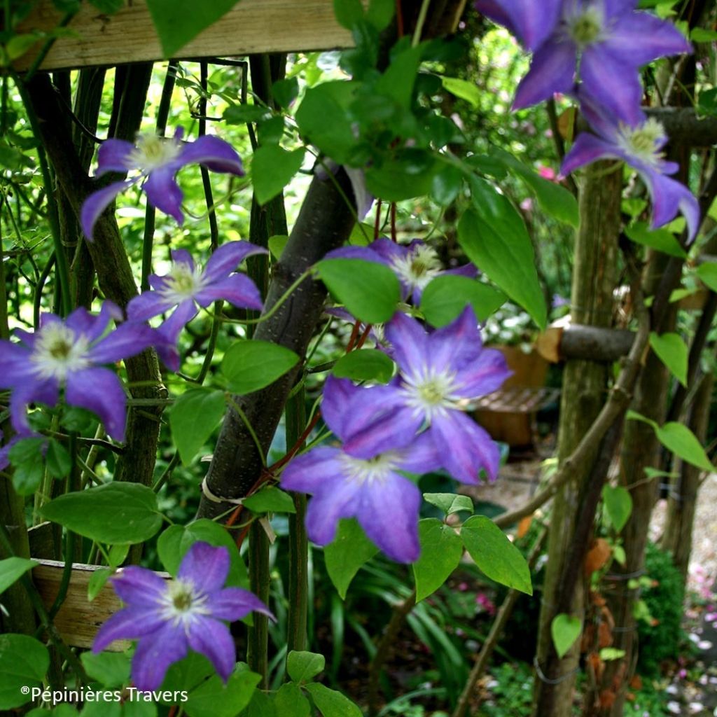 Clématite - Clematis viticella Bonanza