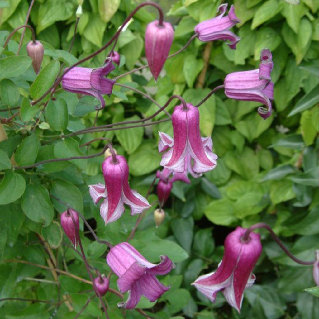 Clématite - Clematis viticella Queen Mother