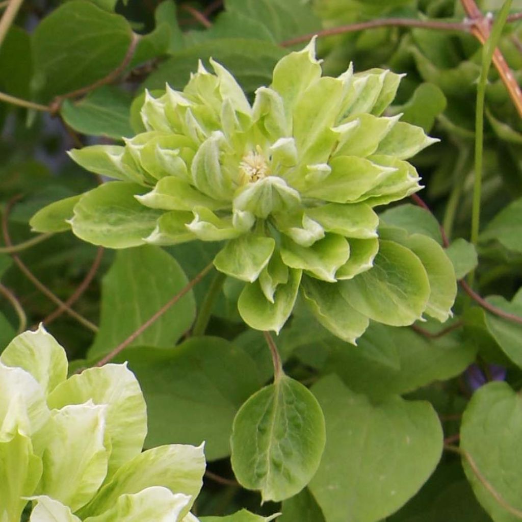 Clématite Green Passion - Clématite à grandes fleurs