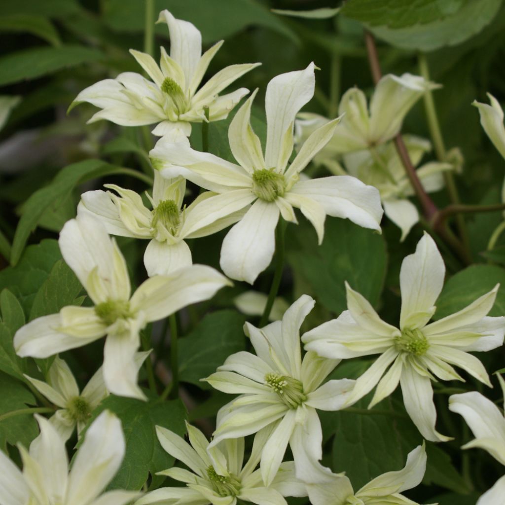 Clematite Jenny Keay - Clematis x montana