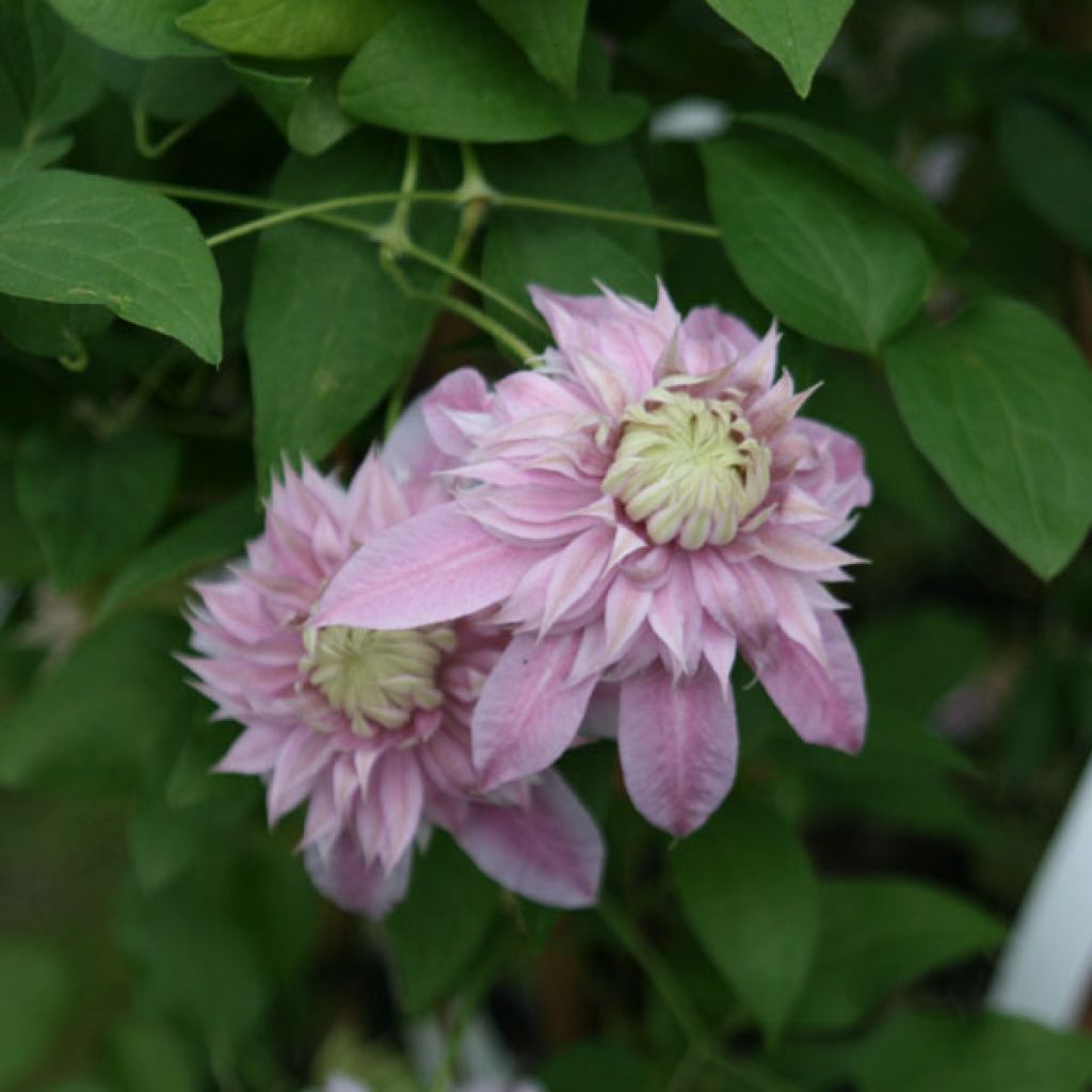 Clematis patens Joséphine - Early Large-flowered Clematis