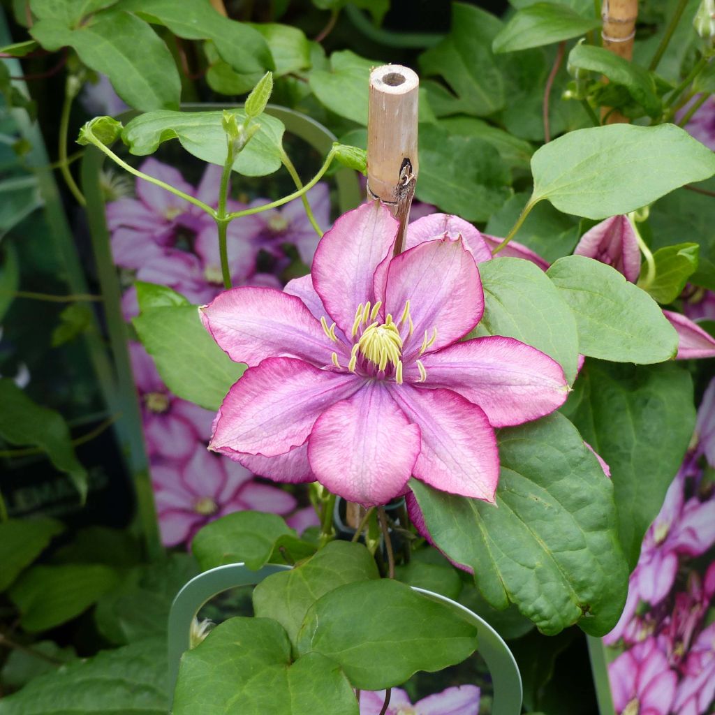 Clematite Paradiso - Clématite à grandes fleurs.