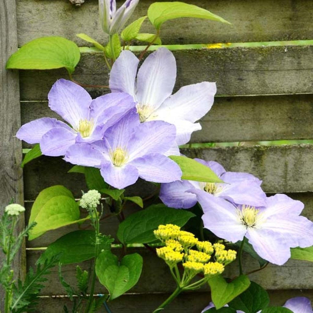 Clematis Success Lavender
