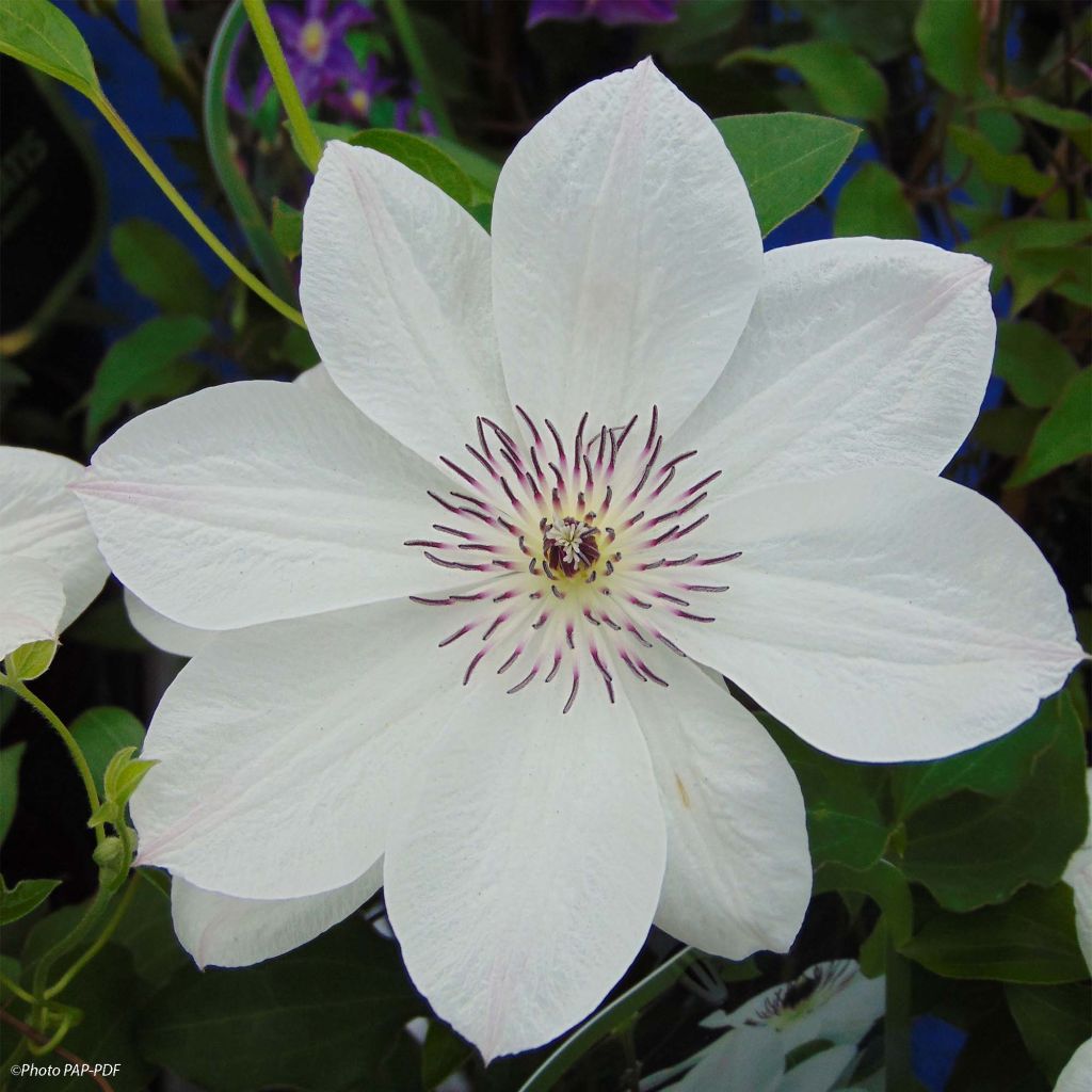 Clematite White Pearl - Clématite à grandes fleurs