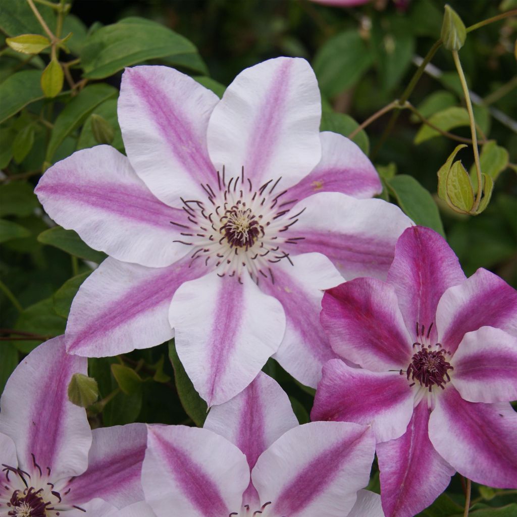 Clématite à grandes fleurs Souvenir du Capitaine Thuilleaux