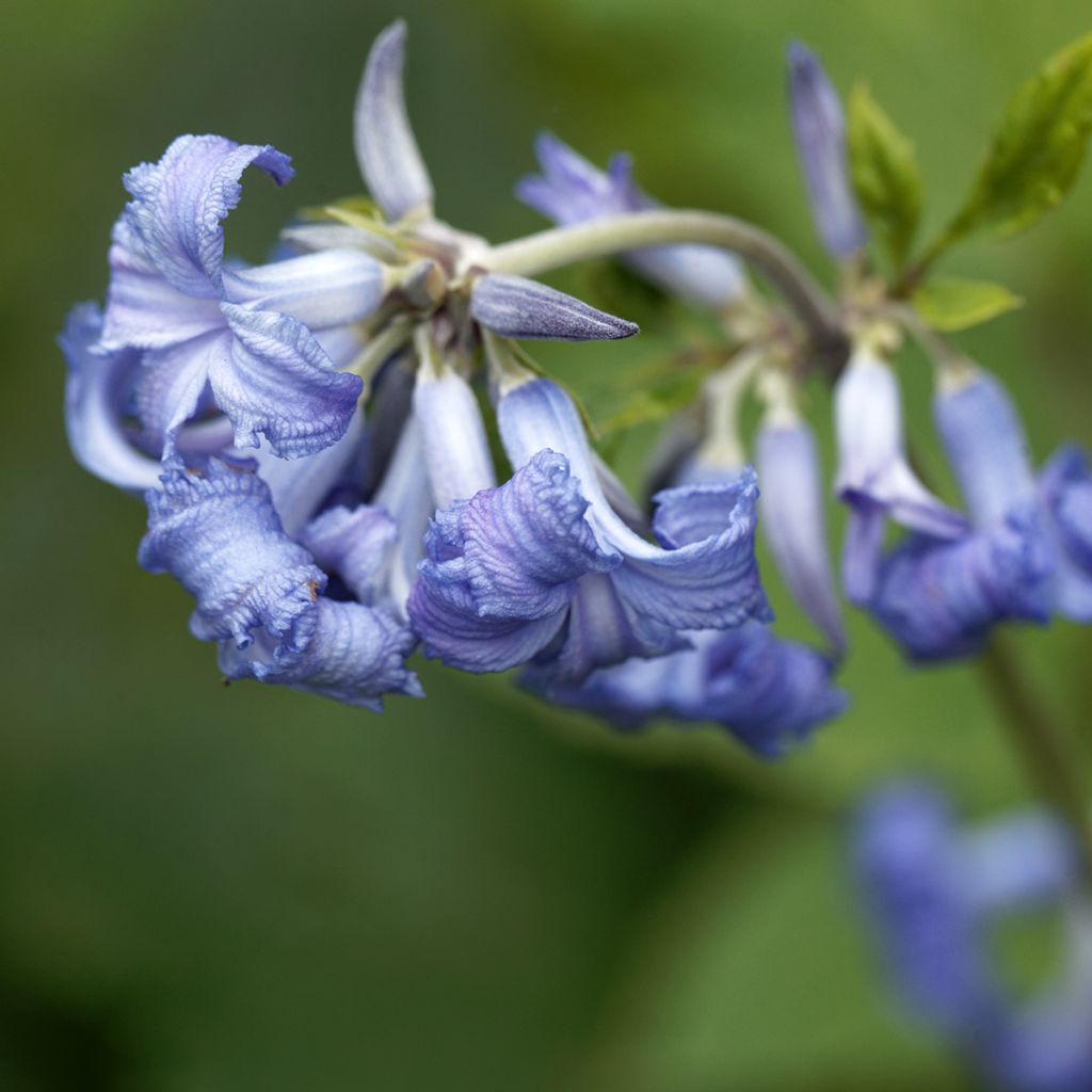 Clematis heracleifolia 