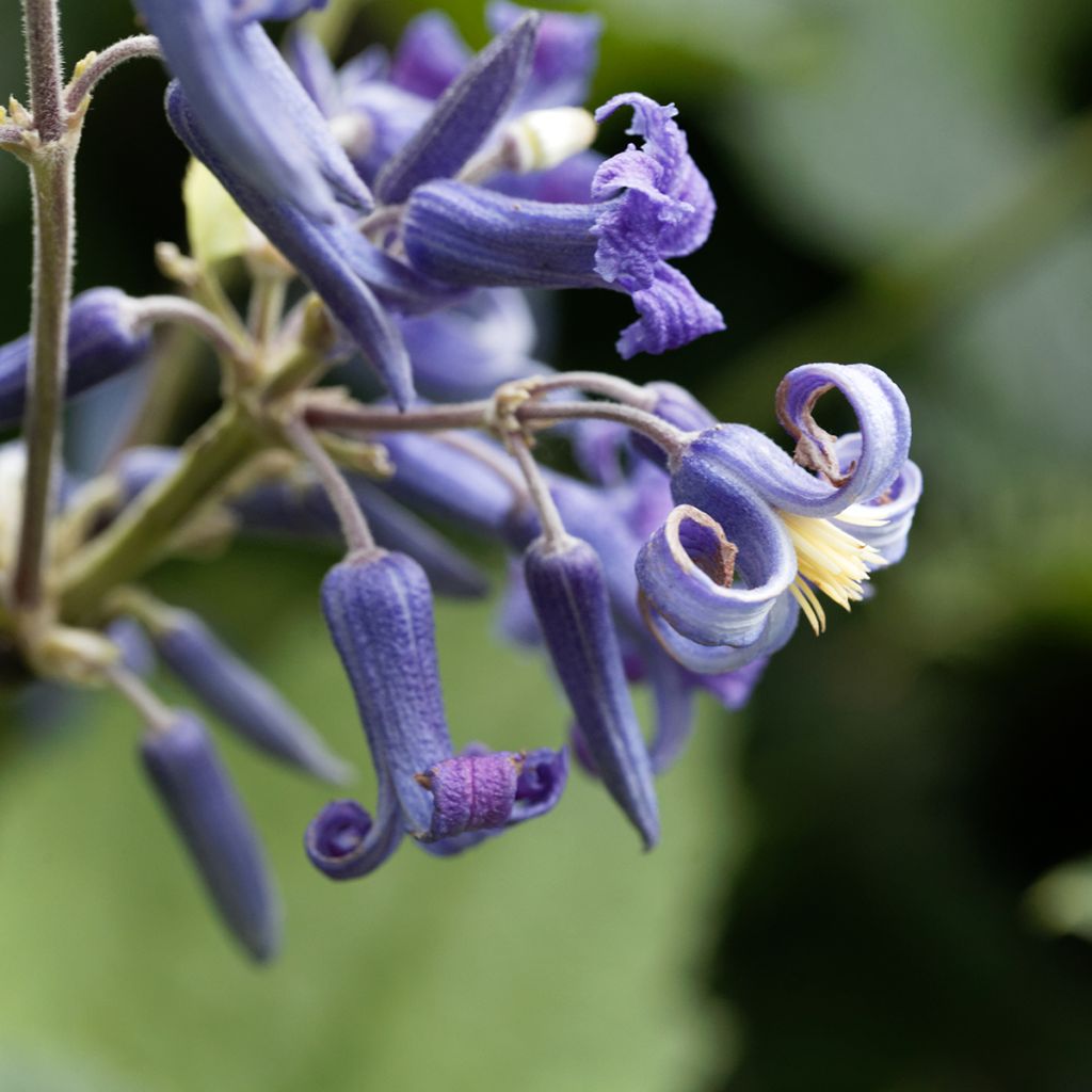 Clematis heracleifolia 