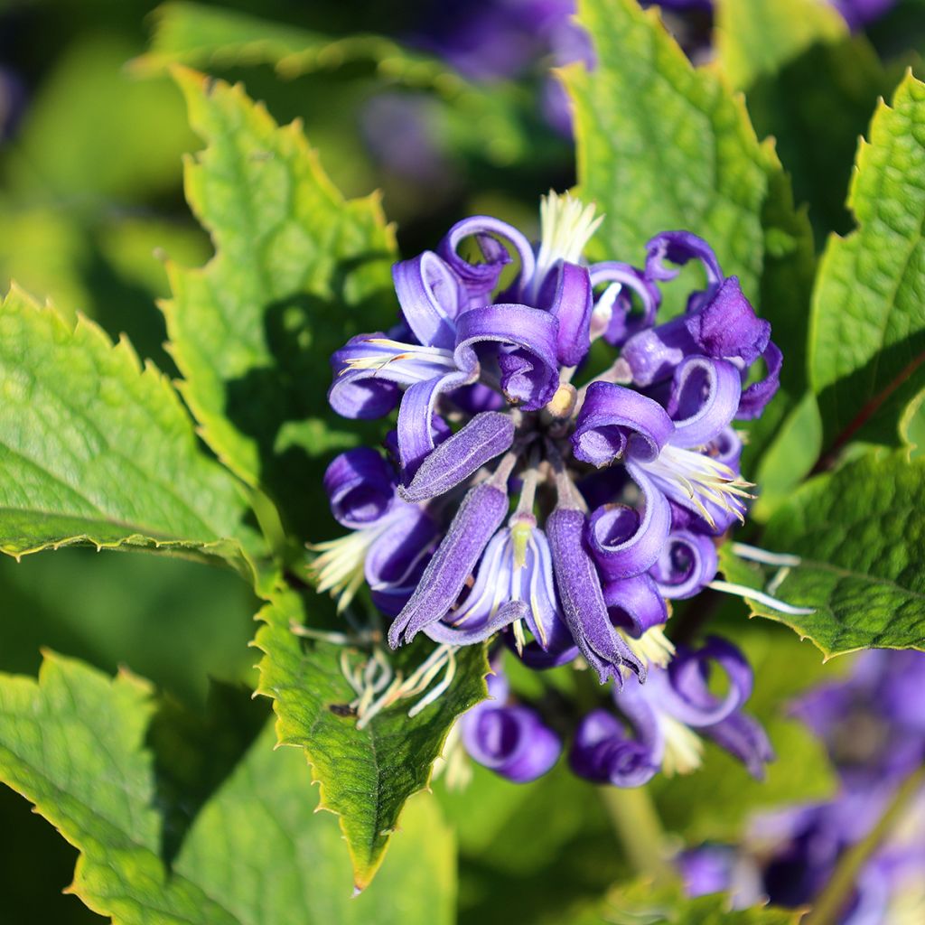 Clematis heracleifolia 