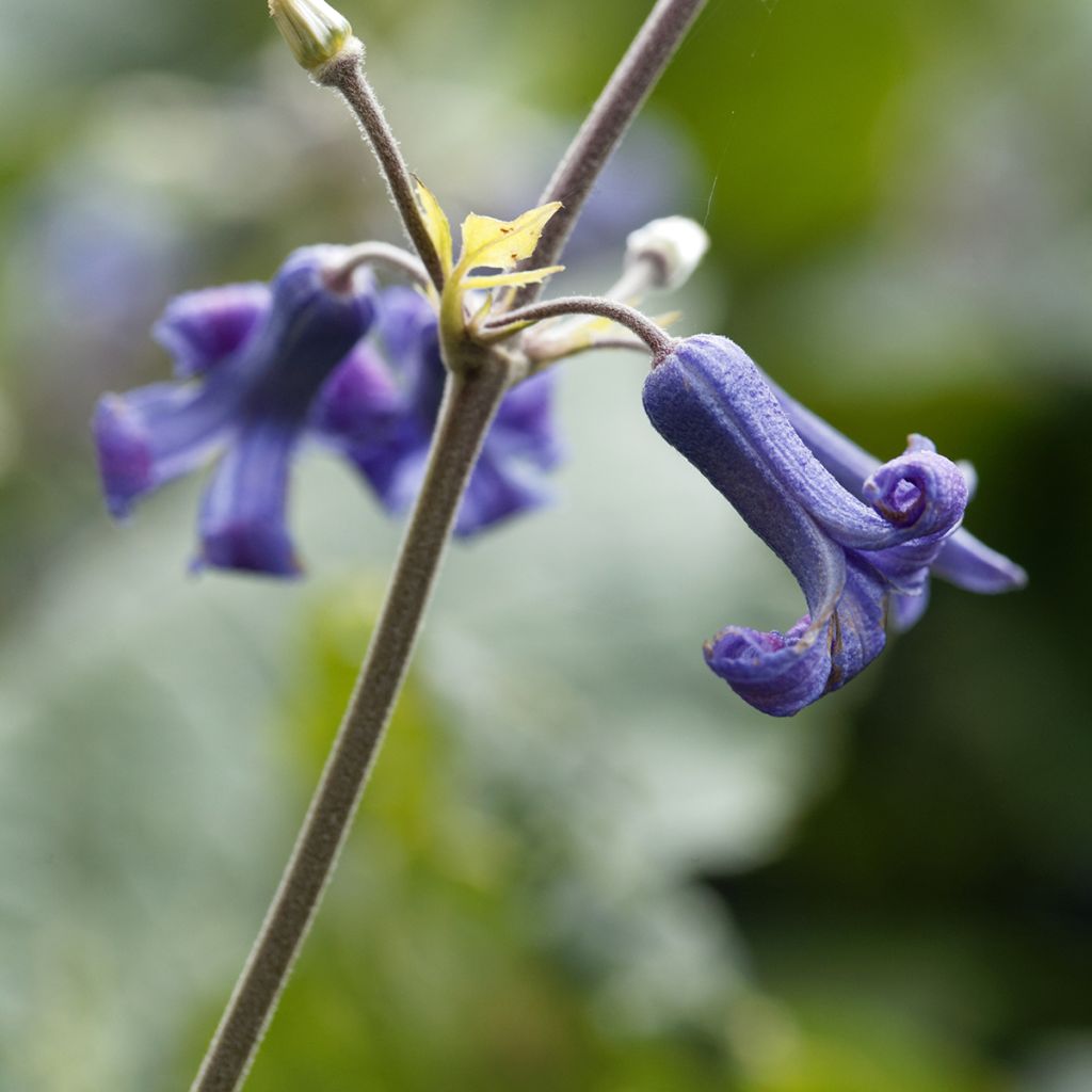 Clematis heracleifolia 