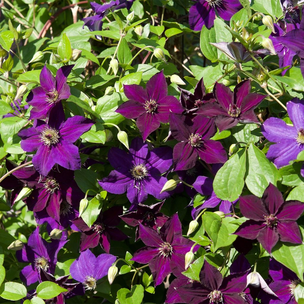 Clématite italienne - Clematis viticella Happy Birthday