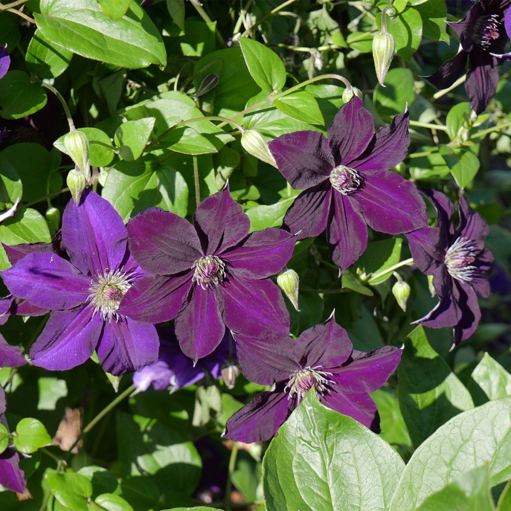 Clématite italienne - Clematis viticella Happy Birthday