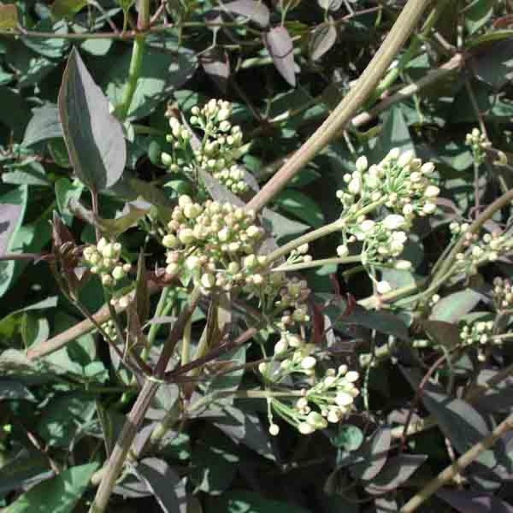 Clematis recta Purpurea