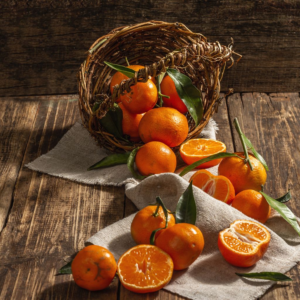 Clementine Tree - Citrus clementina