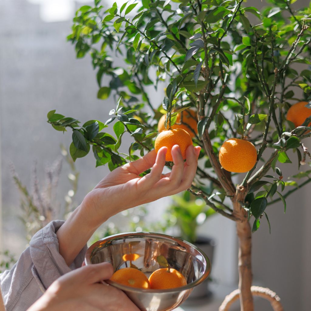 Clementine Tree - Citrus clementina