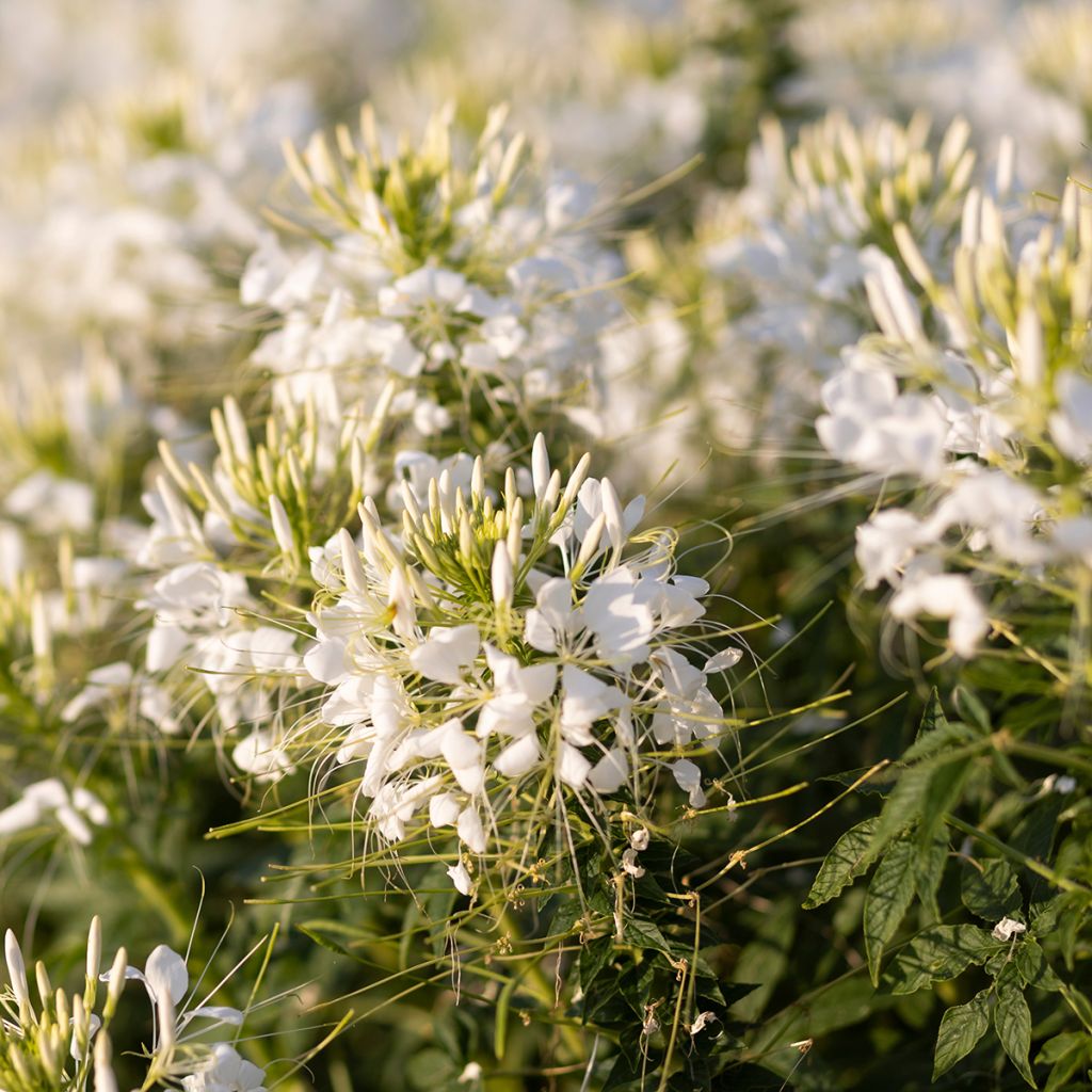 Cleome spinosa Sparkler 2.0 White