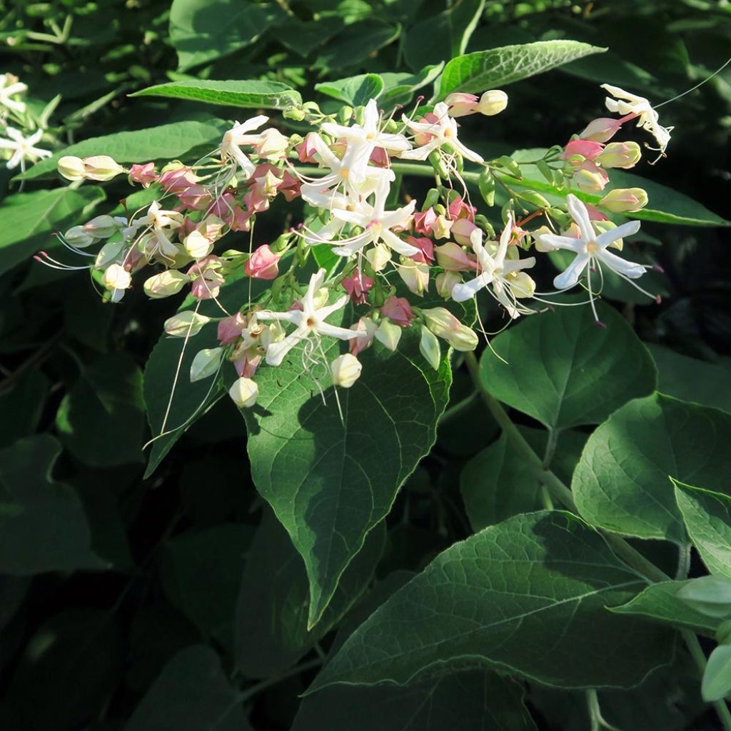 Arbre du clergé Fargesii - Clerodendrum trichotomum Fargesii