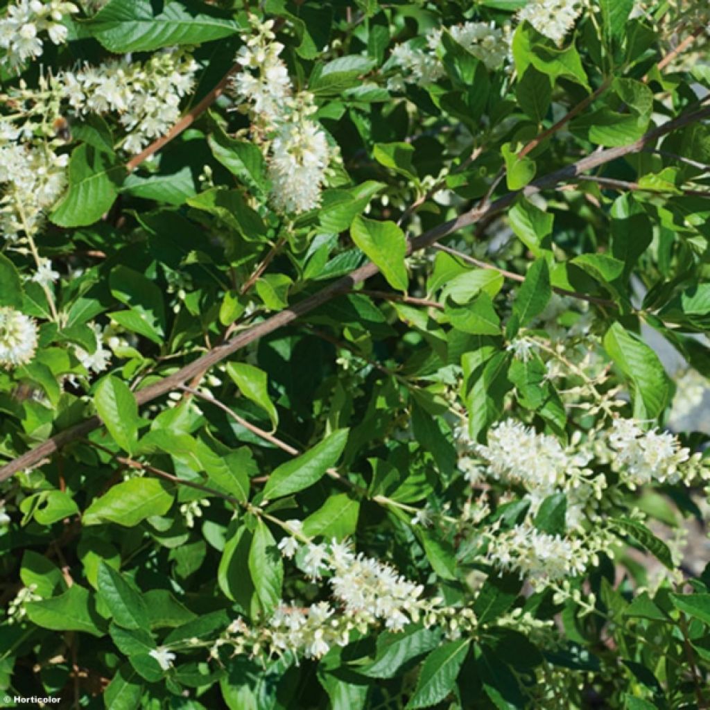 Clethra alnifolia