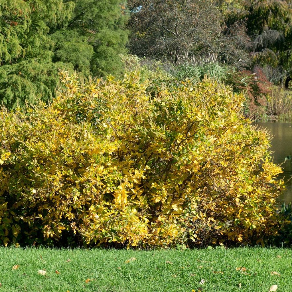 Clethra alnifolia Anne Bidwell