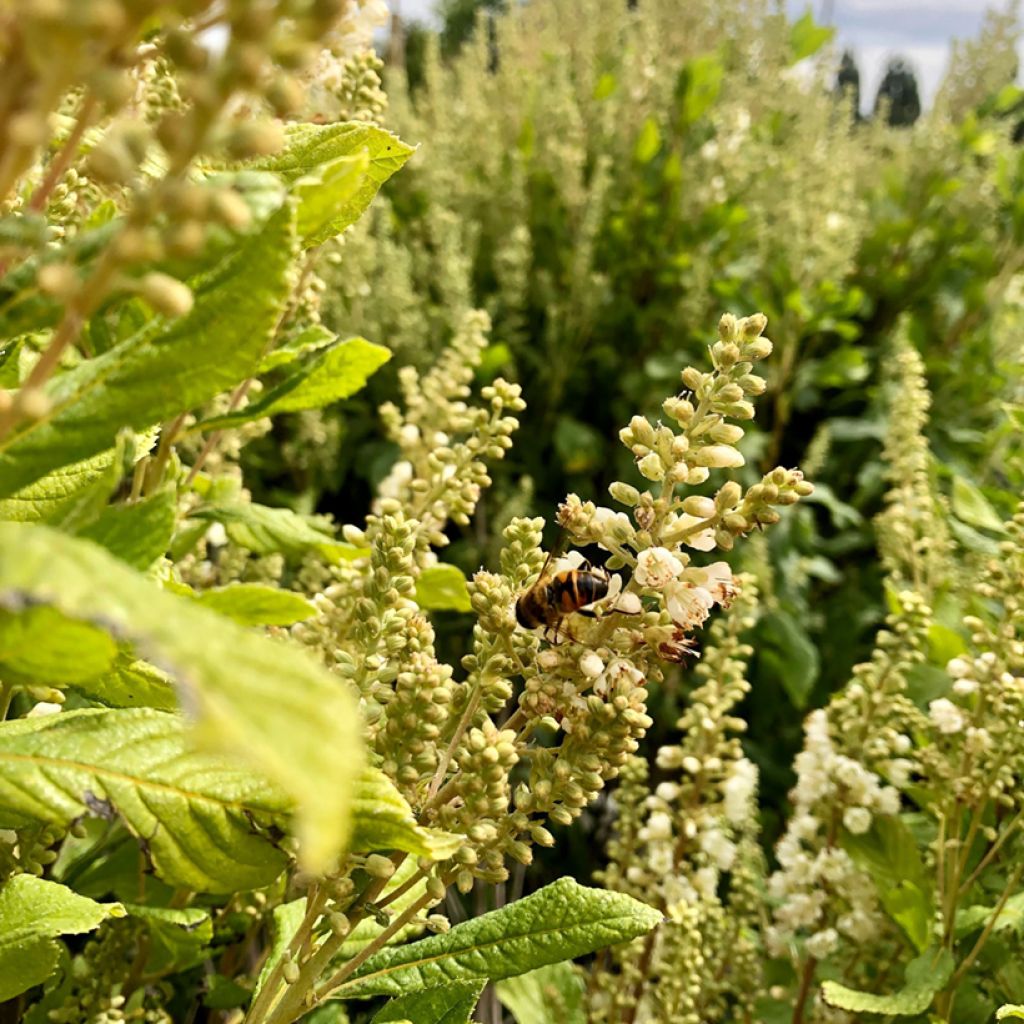 Clethra alnifolia Anne Bidwell