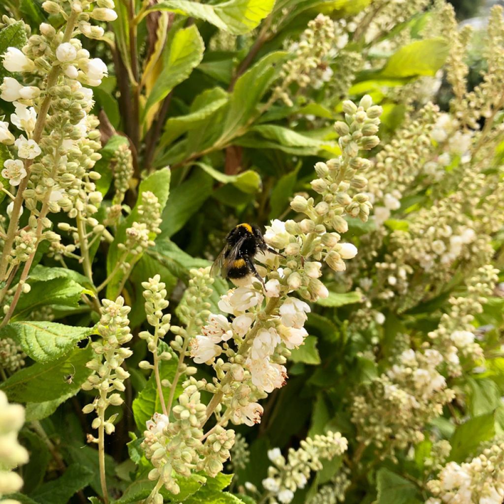 Clethra alnifolia Anne Bidwell