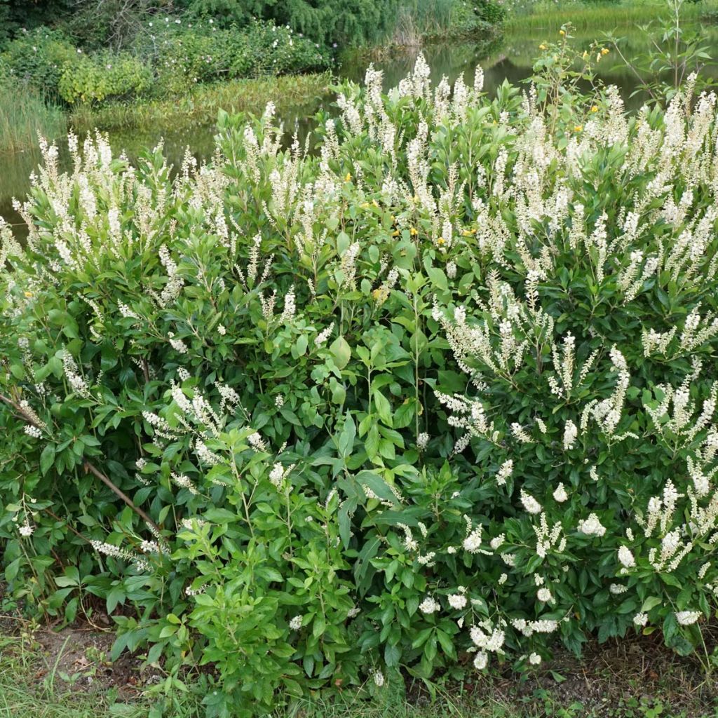 Clethra alnifolia Hummingbird