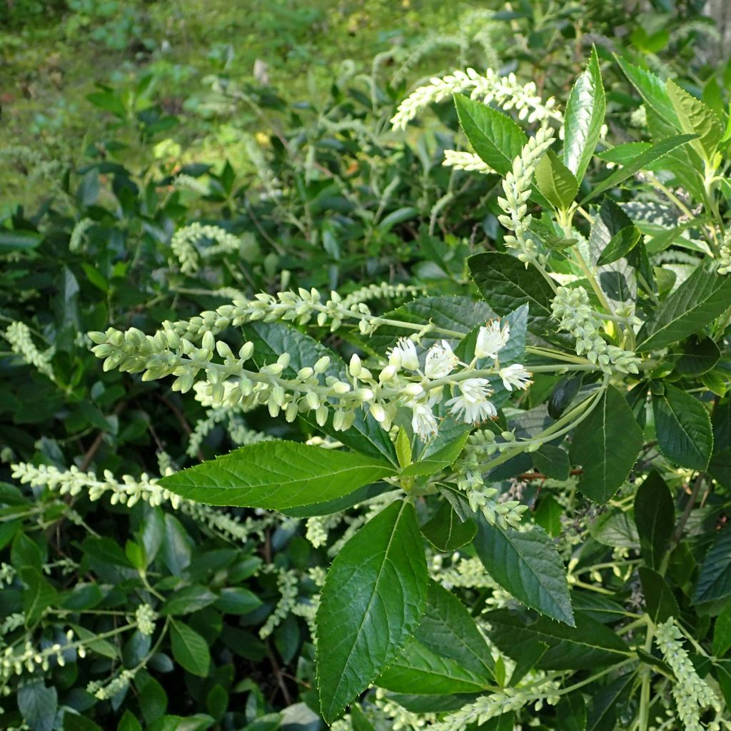 Clethra alnifolia Hummingbird - Clèthre à feuilles d'Aulne