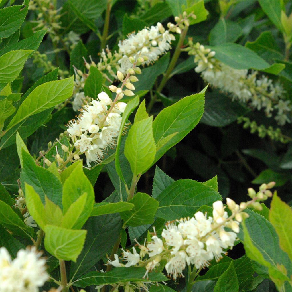 Clethra alnifolia Pink Spire - Sweet pepperbush