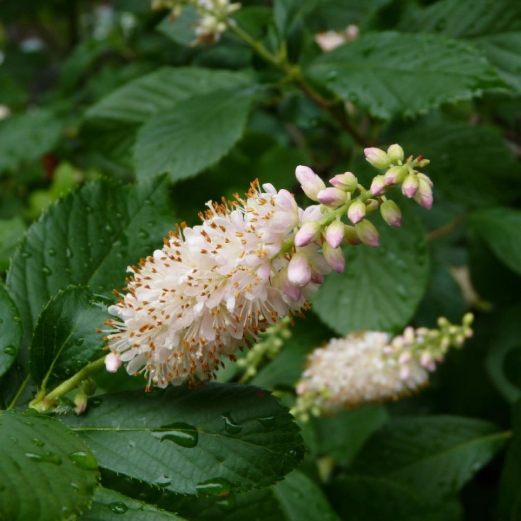 Clethra alnifolia Ruby Spice