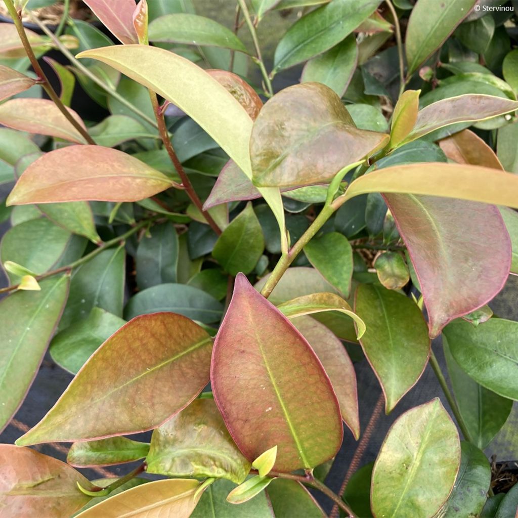 Cleyera japonica - Cleyera du Japon