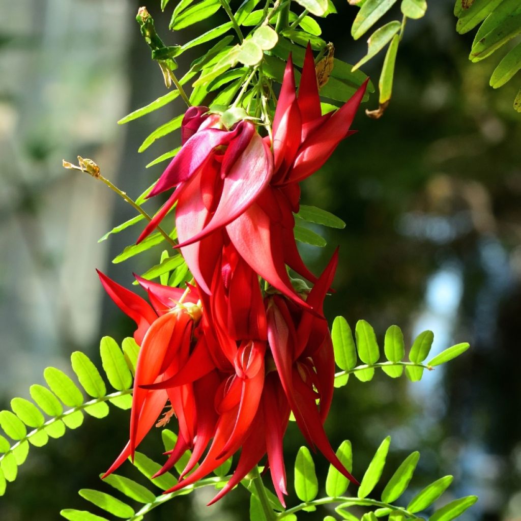 Clianthus puniceus Kaka King