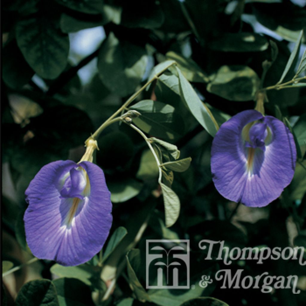 Clitoria ternatea - Butterfly Pea Seeds