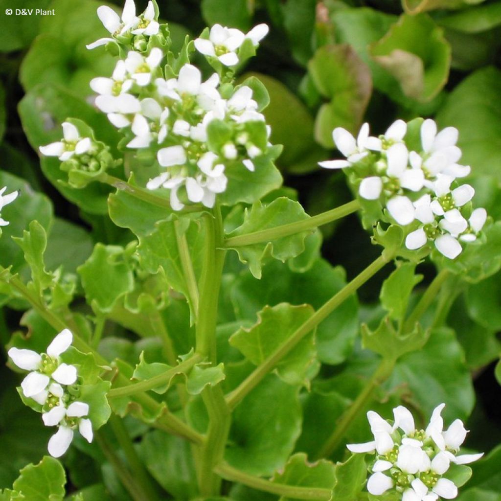 Cochlearia officinalis - Common Scurvygrass