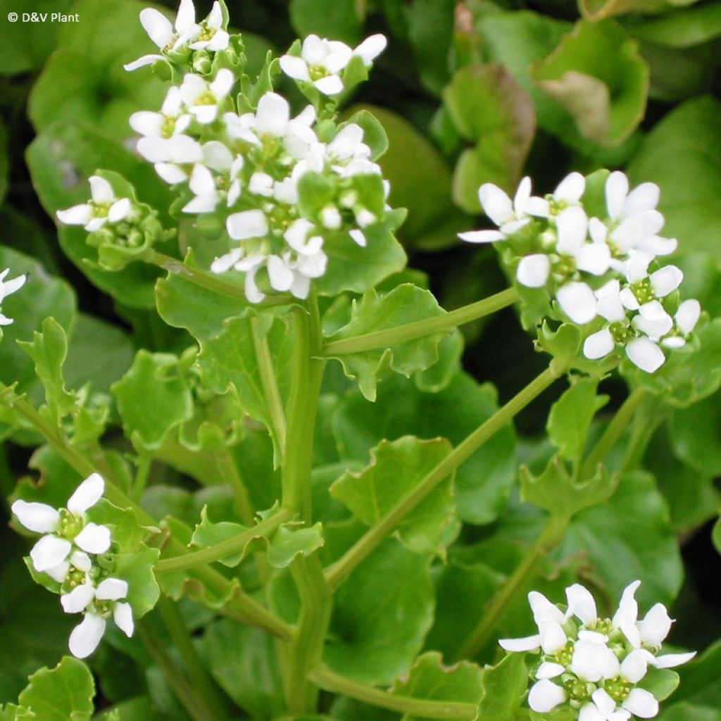 Cochléaire officinale - Cochlearia officinalis