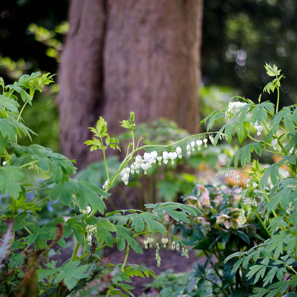 Dicentra spectabilis Alba