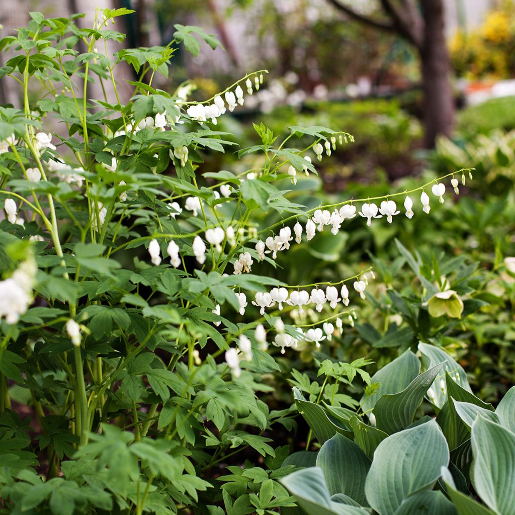 Dicentra spectabilis Alba