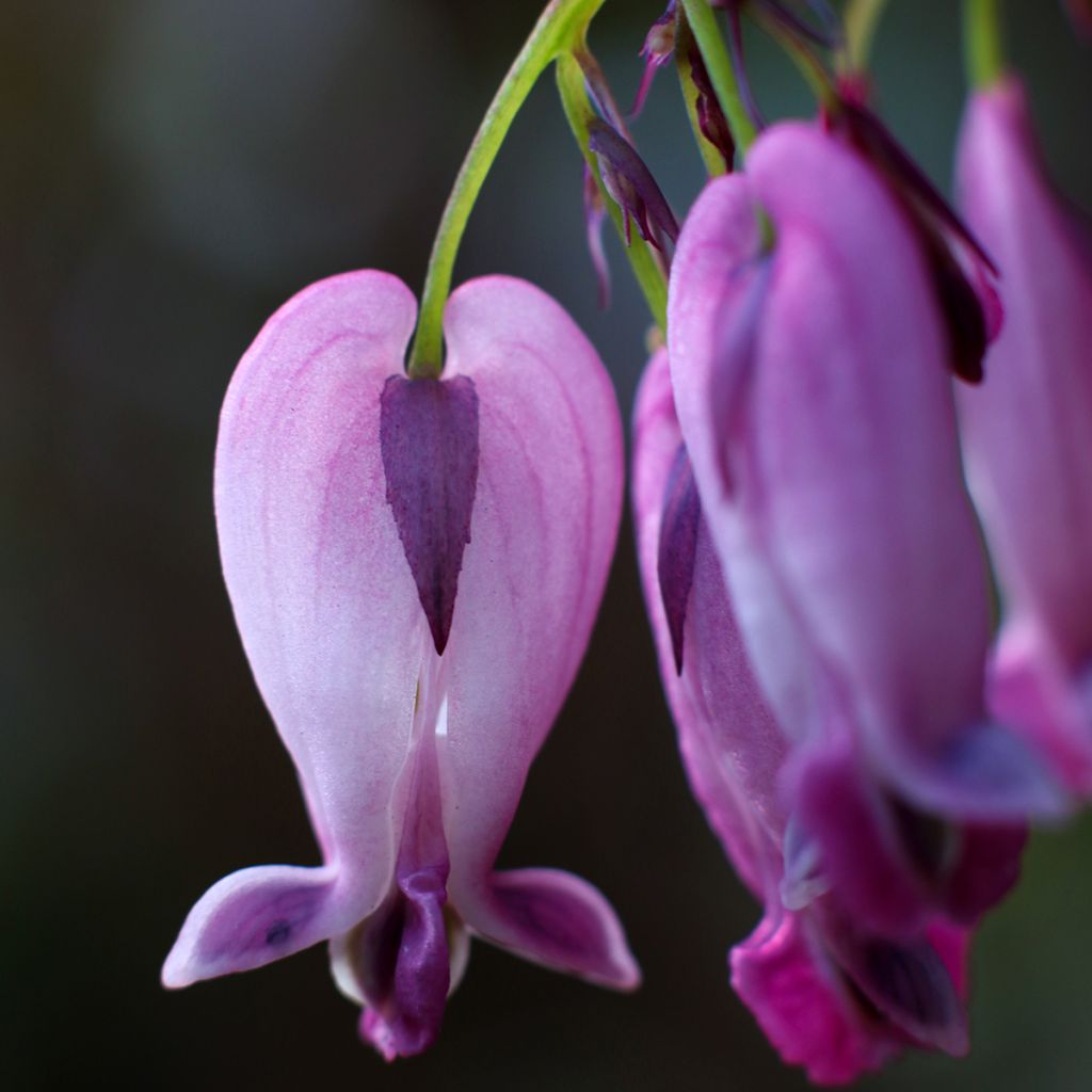 Dicentra King of Hearts