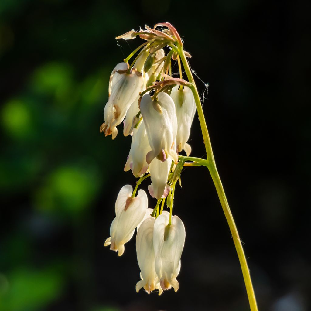 Dicentra formosa Aurora