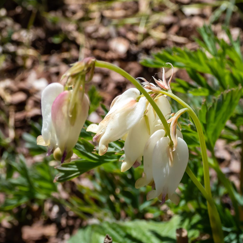 Dicentra formosa Aurora