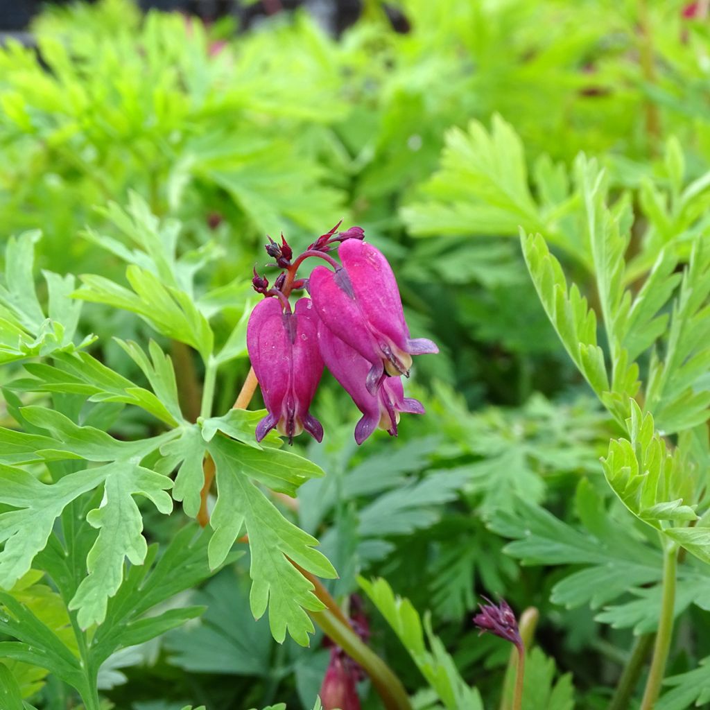 Coeur de Marie, Dicentra formosa Bacchanal