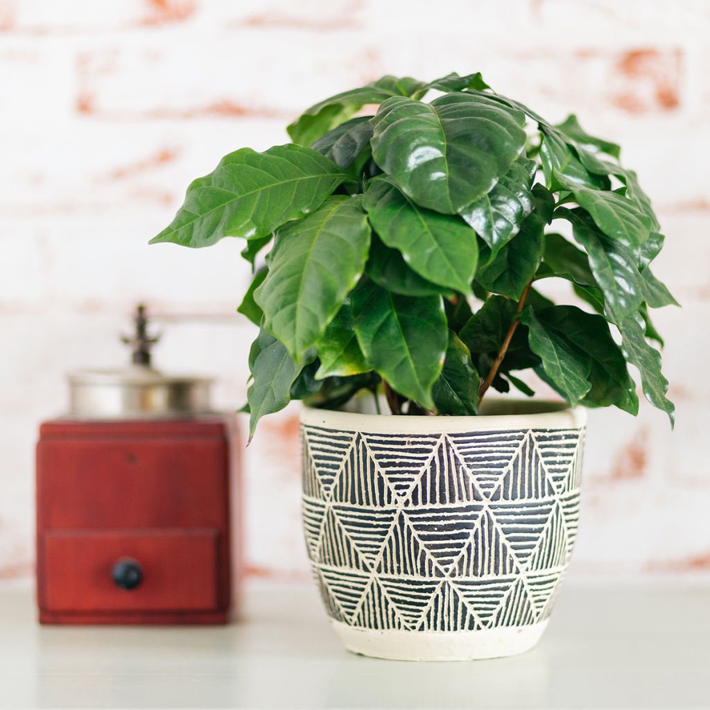 Coffea arabica
