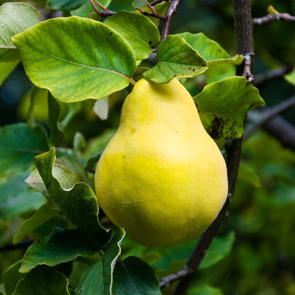 Common Quince - Cydonia oblonga