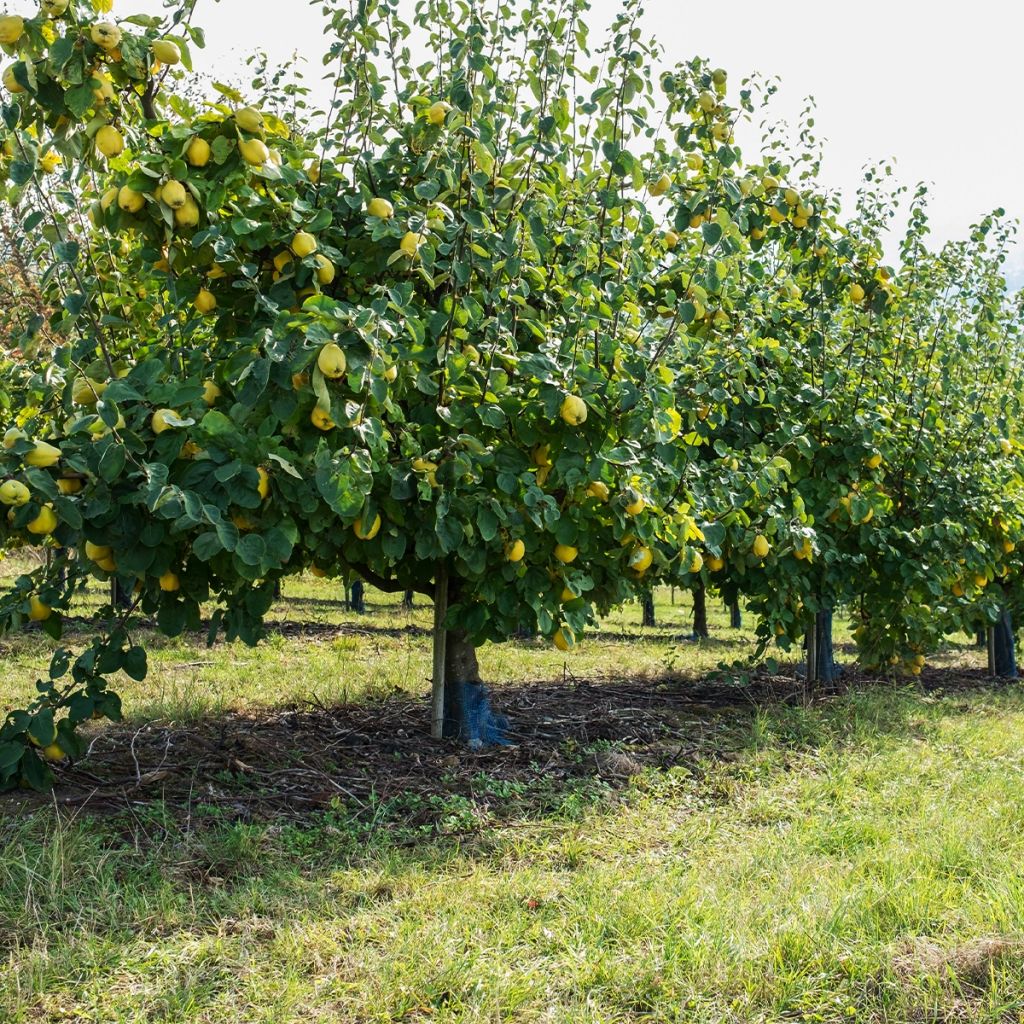 Common Quince - Cydonia oblonga