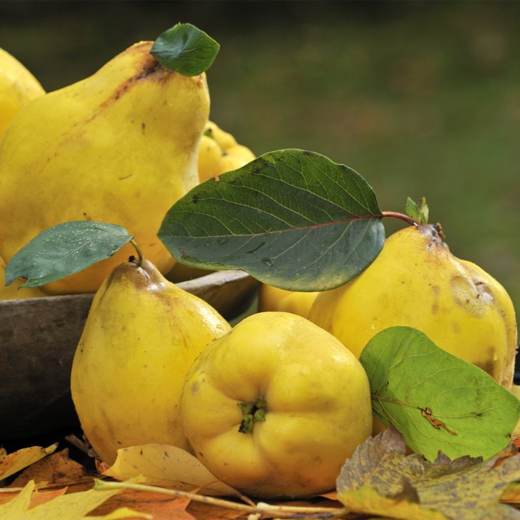 Common Quince - Cydonia oblonga