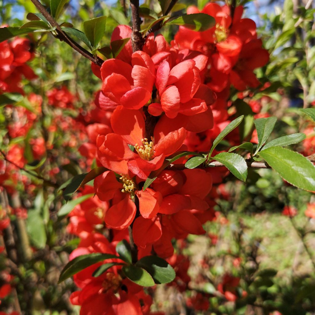 Cognassier du Japon Cido Red - Chaenomeles japonica