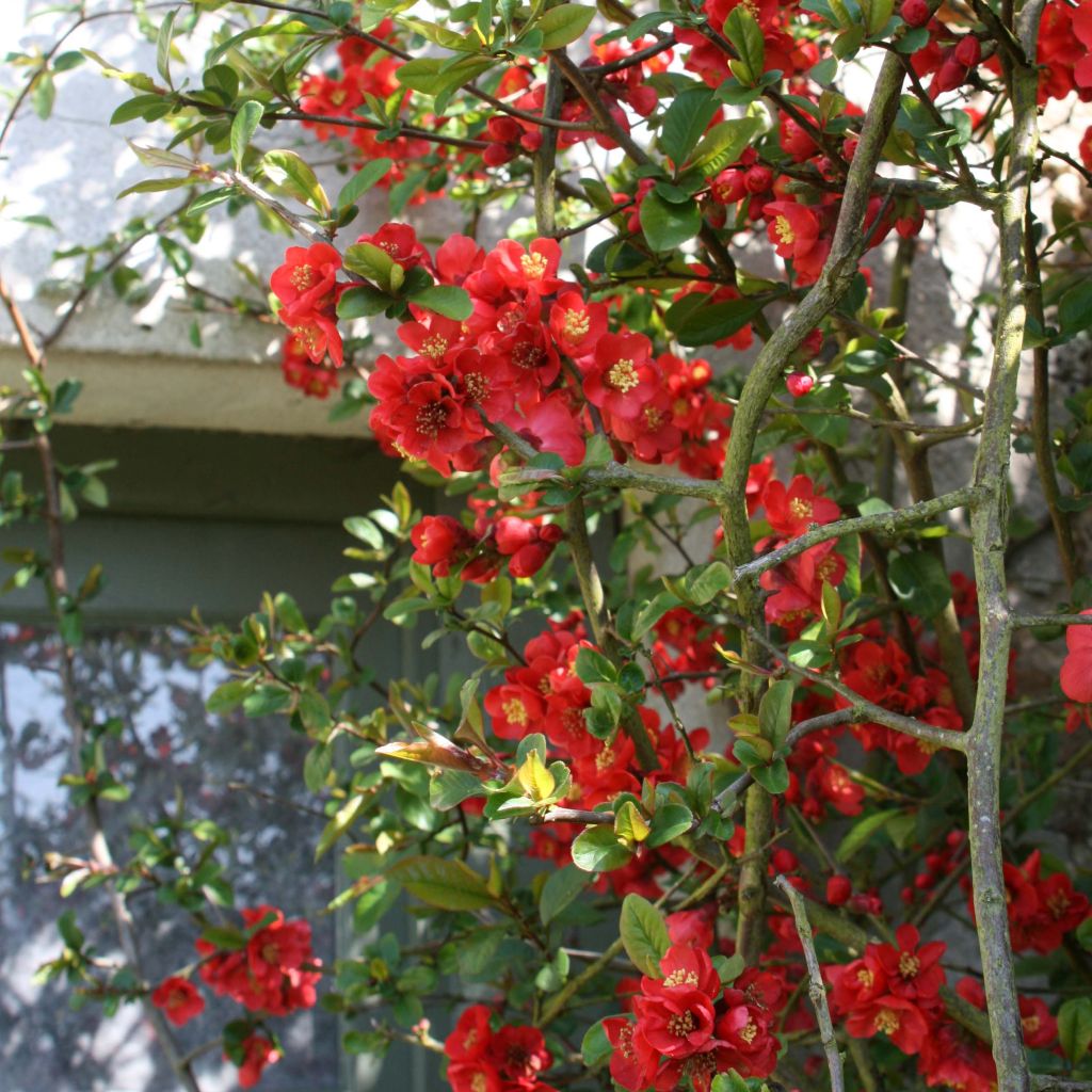 Chaenomeles speciosa Fire dance - Flowering Quince