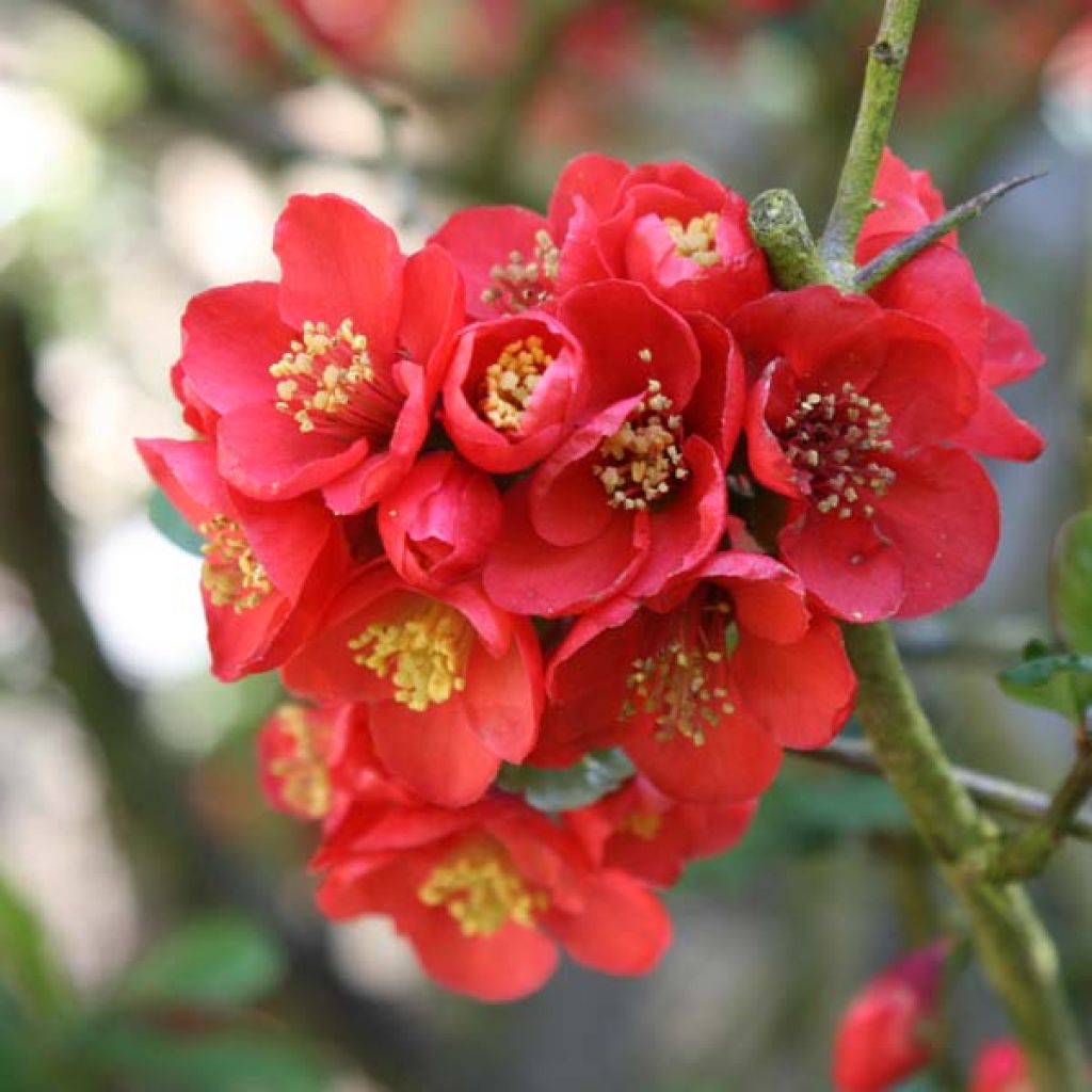 Chaenomeles speciosa Fire dance - Flowering Quince