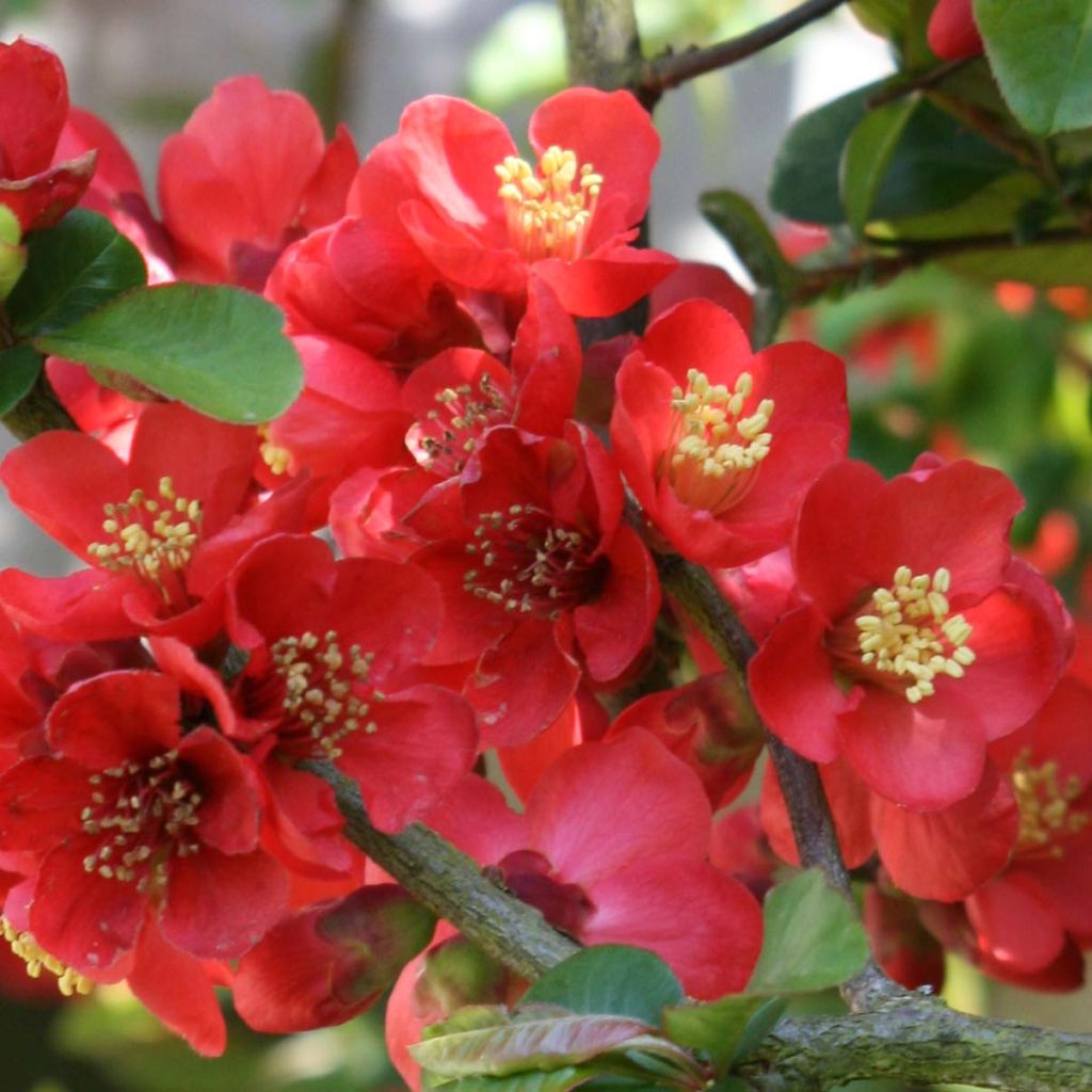 Chaenomeles speciosa Fire dance - Flowering Quince